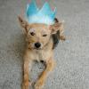image:imageHuxley amp Kent Pet Bundle  Large Blue Crown amp Blue Party Time Bowtie  Pet Hat amp Bowtie Accessories  Birthday