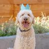 image:imageHuxley amp Kent Pet Bundle  Large Blue Crown amp Blue Party Time Bowtie  Pet Hat amp Bowtie Accessories  Birthday