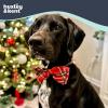 image:imageHuxley amp Kent Pet Bow Tie for Dogs amp Cats  Holiday Adjustable Hook amp Loop Collar Accessory  Cute amp Comfortable for Holidays amp Celebrations  Happy GMan LargeChristmas Plaid