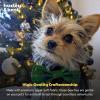 image:imageHuxley amp Kent Pet Bow Tie for Dogs amp Cats  Holiday Adjustable Hook amp Loop Collar Accessory  Cute amp Comfortable for Holidays amp Celebrations  Happy GMan LargeMerry  Bright
