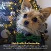 image:imageHuxley amp Kent Pet Bow Tie for Dogs amp Cats  Holiday Adjustable Hook amp Loop Collar Accessory  Cute amp Comfortable for Holidays amp Celebrations  Happy GMan LargeMerry  Bright