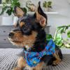 image:imageHuxley amp Kent Pet Bow Tie for Dogs amp Cats  4th of July Adjustable Hook amp Loop Collar Accessory  Cute amp Comfortable for Holidays amp Celebrations  Liberty SmallFirecrackers