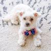 image:imageHuxley amp Kent Pet Bow Tie for Dogs amp Cats  4th of July Adjustable Hook amp Loop Collar Accessory  Cute amp Comfortable for Holidays amp Celebrations  Liberty SmallLiberty