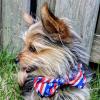 image:imageHuxley amp Kent Pet Bow Tie for Dogs amp Cats  4th of July Adjustable Hook amp Loop Collar Accessory  Cute amp Comfortable for Holidays amp Celebrations  Liberty SmallPaws  Stripes