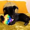 image:imageHuxley amp Kent for Dogs  FroYo Pride Cone Large  Funny Dog Toy  Power Plush Dog Toy with Squeaker  Dog Gift  Fun Durable  HampK Squeaky Dog ToyPride Donut
