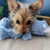 image:imageHuxley amp Kent Slappies for Dogs  Kirby Koala Small  Squeak amp Shake Dog Toy  No Stuff Squeaky Toy TPR Ball in Head  Simulates Hunting Nature for DogsSmall