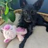 image:imageHuxley amp Kent Slappies for Dogs  Kirby Koala Small  Squeak amp Shake Dog Toy  No Stuff Squeaky Toy TPR Ball in Head  Simulates Hunting Nature for DogsSmall