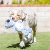image:imageHuxley amp Kent Slappies for Dogs  Kirby Koala Small  Squeak amp Shake Dog Toy  No Stuff Squeaky Toy TPR Ball in Head  Simulates Hunting Nature for DogsSmall