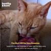 image:imageHuxley amp Kent Plush Cat Toy  Interactive Catnip Toy for Cats amp Kittens  Soft with Crinkle amp Catnip  Fun Indoor Play  Sardine TinStrawberry Donut