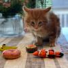 image:imageHuxley amp Kent Plush Cat Toy  Interactive Catnip Toy for Cats amp Kittens  Soft with Crinkle amp Catnip  Fun Indoor Play  Sardine TinSushi