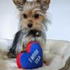 image:imageHuxley amp Kent Funny Dog Toy wSqueaker  Power Plush Squeaky Dog Toys for Small Medium amp Large Dogs  Soft Stuffed Animal for Indoor Play amp Fetch  Rocket Man LargePaws  Stripes Heart
