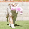 image:imageHuxley amp Kent Funny Dog Toy wSqueaker  Power Plush Squeaky Dog Toys for Small Medium amp Large Dogs  Soft Stuffed Animal for Indoor Play amp Fetch  Fetchies Sammy Sausage LargeSmall