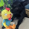 image:imageHuxley amp Kent Funny Dog Toy wSqueaker  Power Plush Squeaky Dog Toys for Small Medium amp Large Dogs  Soft Stuffed Animal for Indoor Play amp Fetch  Fetchies Sammy Sausage LargeSmall