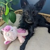 image:imageHuxley amp Kent Funny Dog Toy wSqueaker  Power Plush Squeaky Dog Toys for Small Medium amp Large Dogs  Soft Stuffed Animal for Indoor Play amp Fetch  Fetchies Sammy Sausage LargeSmall