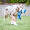 image:imageHuxley amp Kent Funny Dog Toy wSqueaker  Power Plush Squeaky Dog Toys for Small Medium amp Large Dogs  Soft Stuffed Animal for Indoor Play amp Fetch  Fetchies Sammy Sausage LargeSmall